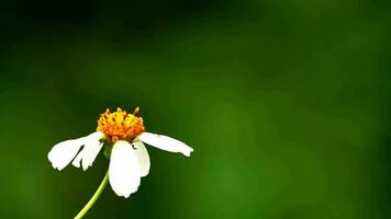 4x schleppend Bewegung von ein Schmetterling suchen Nektar von ein Blume im Natur. video