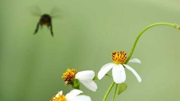 4x lento movimiento de un abeja buscando para néctar desde un flor en naturaleza. video