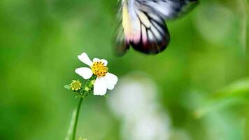 4x slow motion of a butterfly seeking nectar from a flower in nature. video