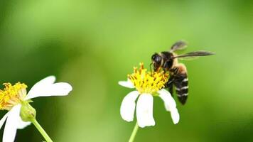 4x lent mouvement de une abeille recherche pour nectar de une fleur dans la nature. video