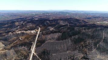 montanha floresta depois de fogo. natural desastre video