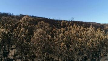 Berg Wald nach Feuer. natürlich Katastrophe video