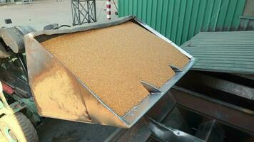 Agriculture. The loader loads grain for further processing in silos., Flowing Grains in Agricultural Machinery video