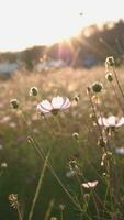 avvicinamento di fiori nel autunno video