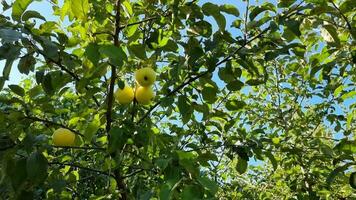 maduro amarillo manzanas en un manzana árbol rama en el jardín. cosecha estación. huerta. agricultura. video