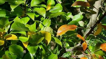 verde e giallo le foglie su il rami di un' Pera albero nel il giardino. è autunno volta. video