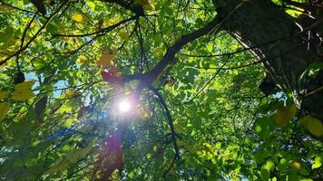 Sol lysande genom de löv av en träd i de höst skog. video