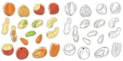 Nuts set in line art style with color. Flat collection of hazelnut, pistachio, almond, cashew, macadamia, walnut, peanut, pecan. Vector illustration isolated on a white background.