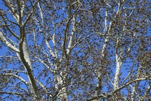 Earrings flowering silver poplar. Flowering poplar photo