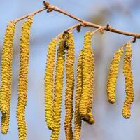 Pollination by bees earrings hazelnut. Flowering hazel hazelnut. photo