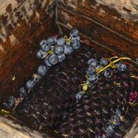 Manual mechanism for crushing grapes. Crush the grapes into juice and wine photo