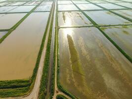 The rice fields are flooded with water. Flooded rice paddies. Agronomic methods of growing rice in the fields. photo