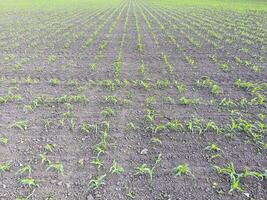 Field of young corn. Shoots of corn on the field. Fodder corn for silage. photo