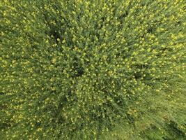 campo de floración violación. parte superior ver desde el zumbido. violación, un syderático planta con amarillo flores campo con siderates foto