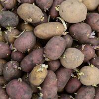 Germinated seed potatoes photo