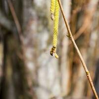 Pollination by bees earrings hazelnut. Flowering hazel hazelnut. photo