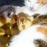 Cat foster mother for the ducklings photo