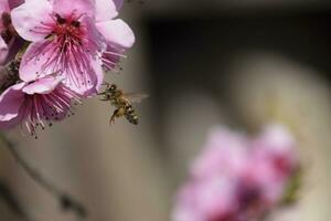 polinización de flores por abejas durazno. foto