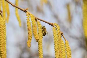 Pollination by bees earrings hazelnut. Flowering hazel hazelnut. photo