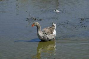 The gray goose is domestic. Homemade gray goose. Homemade geese photo