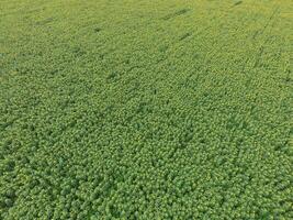 Field of sunflowers. Top view. photo