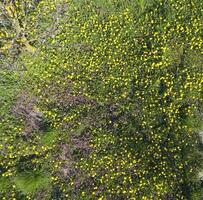 Top view of a flower clearing in the garden. Dandelions are yellow flowers and other flowers photo