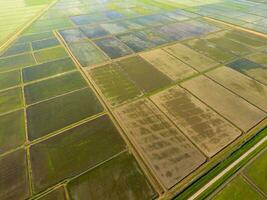 The rice fields are flooded with water. Flooded rice paddies. Agronomic methods of growing rice in the fields. photo