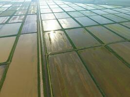 The rice fields are flooded with water. Flooded rice paddies. Agronomic methods of growing rice in the fields. photo