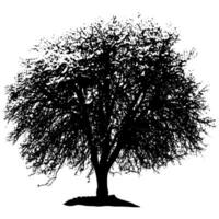 Tree silhouette on a white background. Vector illustration of a tree.