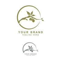 Olive oil logo with a combination of leaves and fruit vector