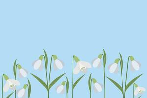 Background of snowdrops. The first spring flowers. Delicate snowdrop flowers for your design.Vector vector