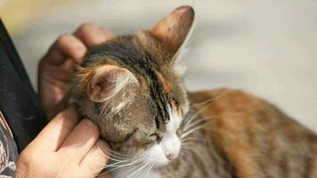 fêmea abraçando dela gato. pessoas dentro viver com gato . video