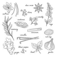 Hand drawn vector illustration of spices and herbs. Ginger, cinnamon, vanilla, anise, basil, rosemary, cardamon, pepper, cloves. Perfect for use to create menus, packaging, patterns, prints.