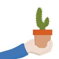 Hand holding cactus in the pot vector