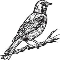 Bird outline images for coloring book vector