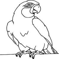Bird outline images for coloring book vector