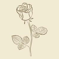 rose illustration line art vector