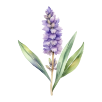 lavanda fiore acquerello illustrazione png