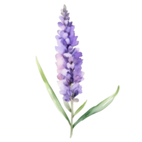 lavanda flor aguarela ilustração png