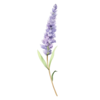 lavanda fiore acquerello illustrazione png