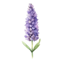 Lavender flower watercolor illustration png