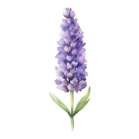 lavanda flor acuarela ilustración png