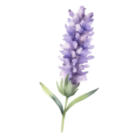 lavendel- blomma vattenfärg illustration png