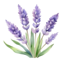 lavanda flor aguarela ilustração png