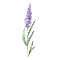 Lavender flower watercolor illustration png