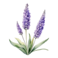 lavanda flor aguarela ilustração png