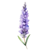 lavendel bloem waterverf illustratie png