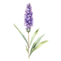 lavendel- blomma vattenfärg illustration png