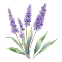 lavanda flor acuarela ilustración png