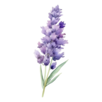 lavanda flor aguarela ilustração png